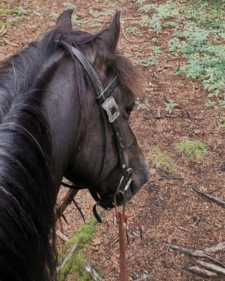 Foto von dem Pferd auf dem ich reite